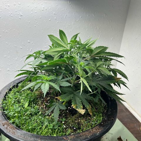 Orange Cream Pop growlog photo: First day training 