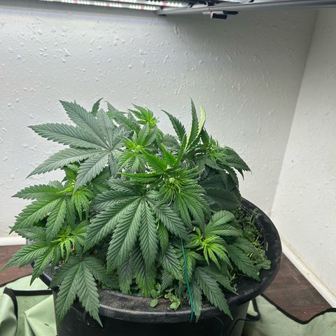 Orange Cream Pop growlog photo: First day training 
