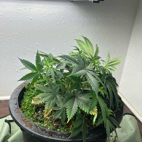 Orange Cream Pop growlog photo: First day training 