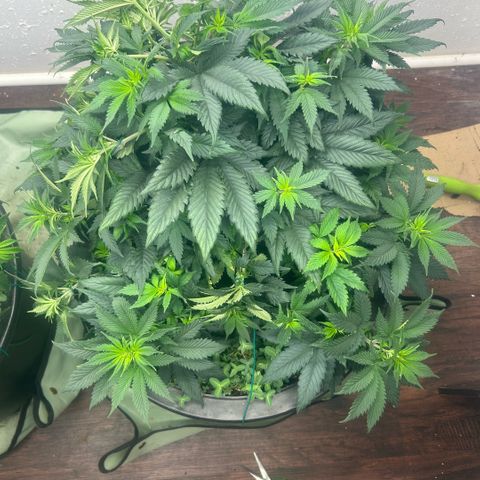 Orange Cream Pop growlog timeline photo