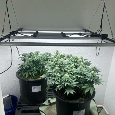 Orange Cream Pop growlog timeline photo