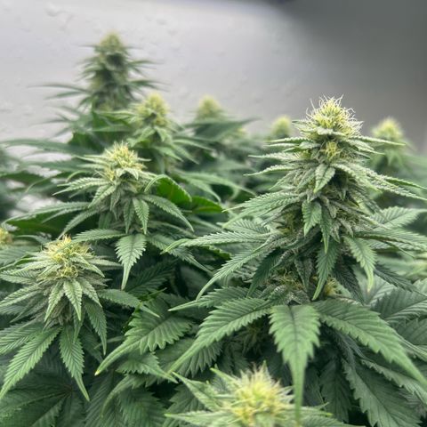 Orange Cream Pop growlog timeline photo