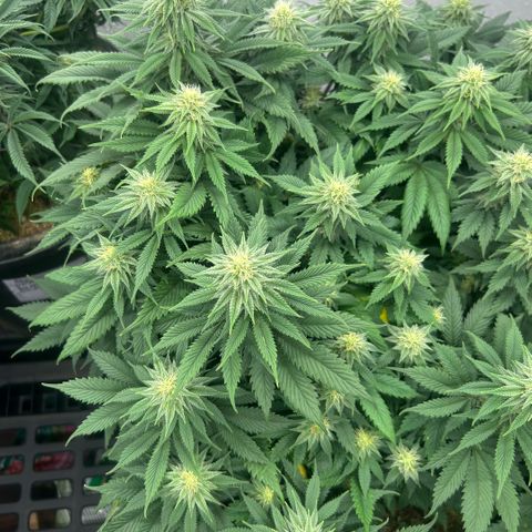 Orange Cream Pop growlog timeline photo