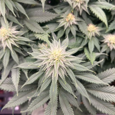 Orange Cream Pop growlog timeline photo