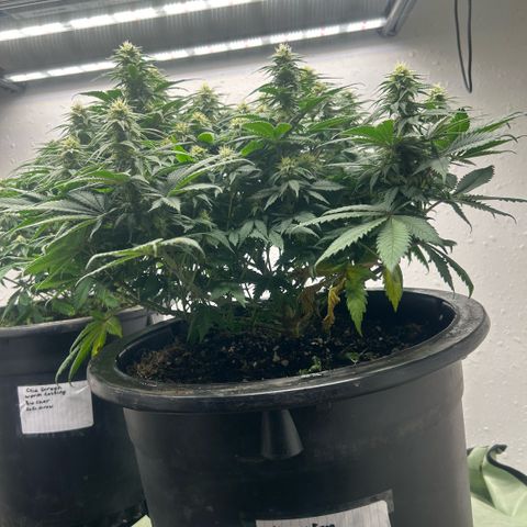 Orange Cream Pop growlog timeline photo