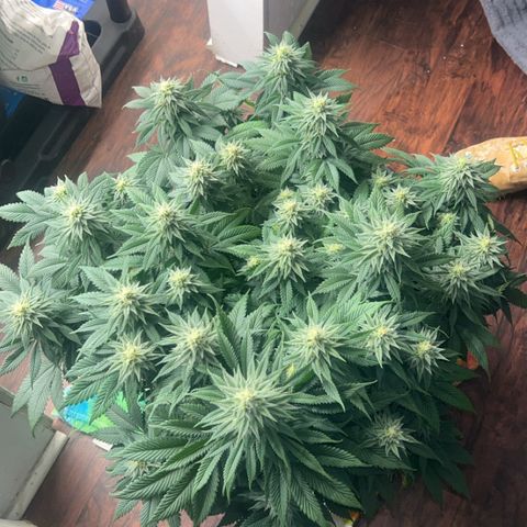 Orange Cream Pop growlog timeline photo