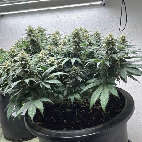 Orange Cream Pop growlog timeline photo