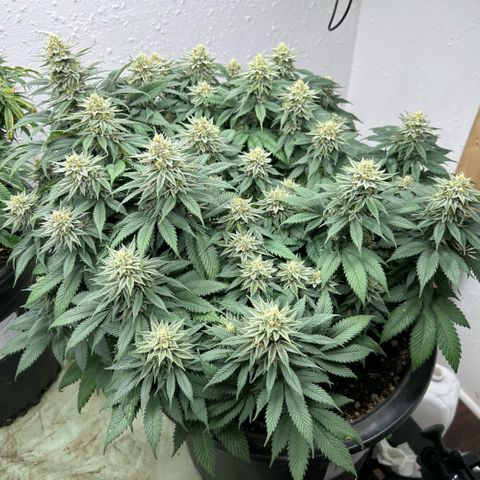 Orange Cream Pop growlog timeline photo
