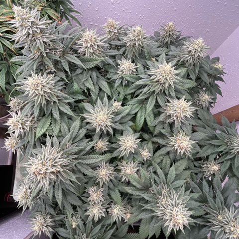 Orange Cream Pop growlog timeline photo