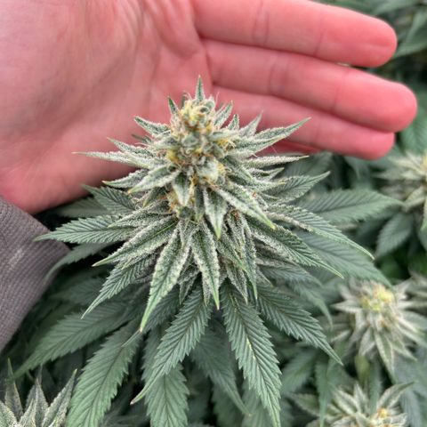 Orange Cream Pop growlog timeline photo