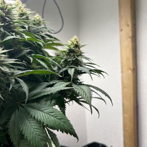 Orange Cream Pop growlog timeline photo