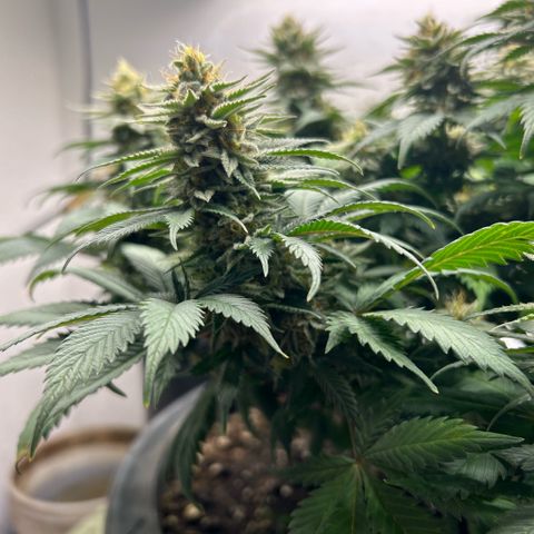 Orange Cream Pop growlog timeline photo