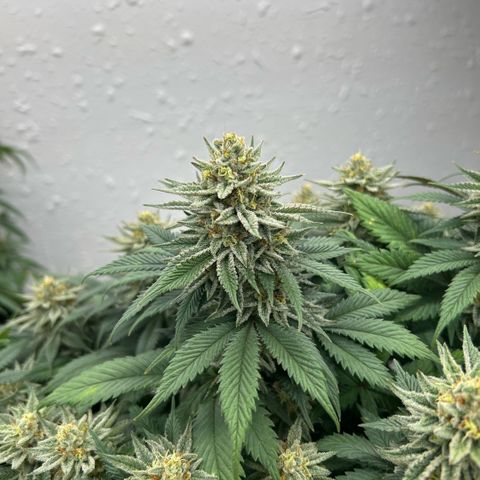 Orange Cream Pop growlog timeline photo