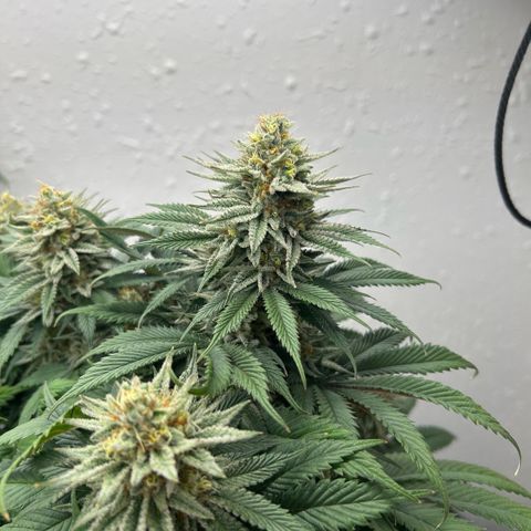 Orange Cream Pop growlog timeline photo