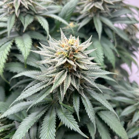 Orange Cream Pop growlog timeline photo