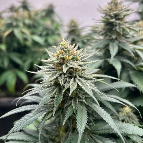 Orange Cream Pop growlog timeline photo