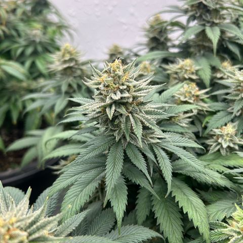 Orange Cream Pop growlog timeline photo