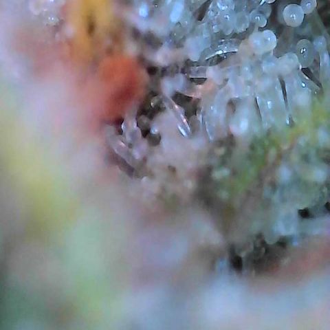 Orange Cream Pop growlog timeline photo