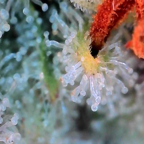 Orange Cream Pop growlog timeline photo
