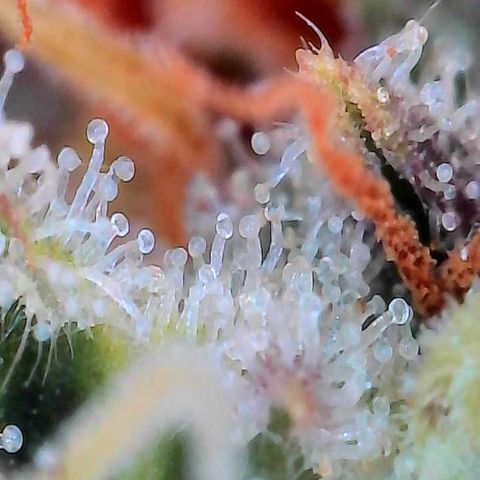 Orange Cream Pop growlog timeline photo