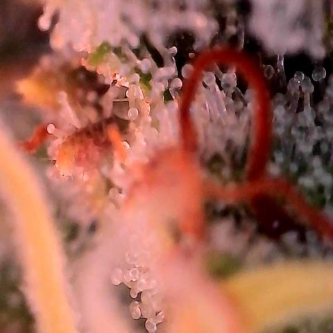 Orange Cream Pop growlog timeline photo