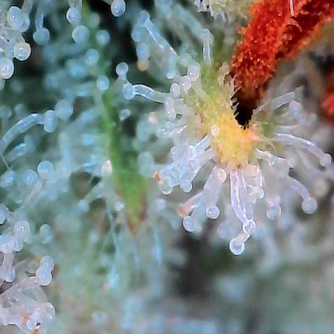 Orange Cream Pop growlog timeline photo