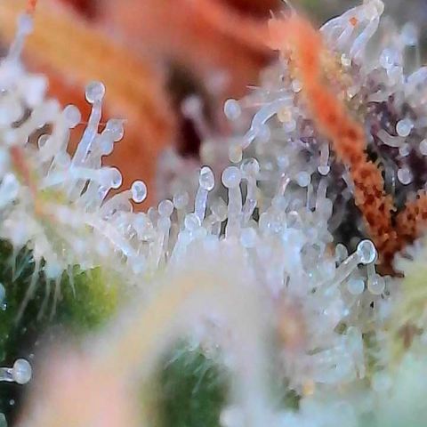 Orange Cream Pop growlog timeline photo