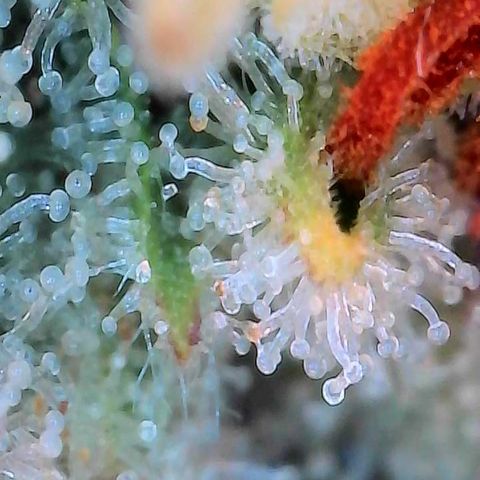 Orange Cream Pop growlog timeline photo