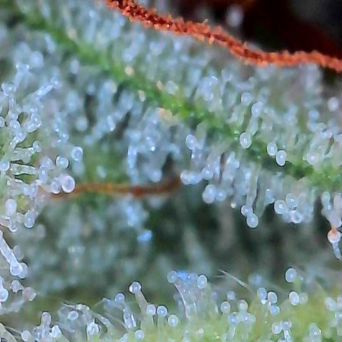 Orange Cream Pop growlog timeline photo