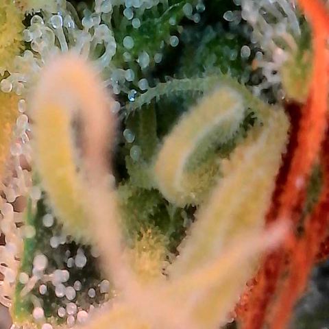 Orange Cream Pop growlog timeline photo