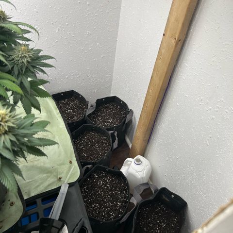 Orange Cream Pop growlog timeline photo