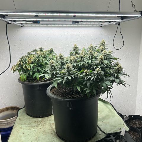 Orange Cream Pop growlog timeline photo