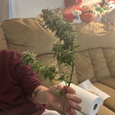 Orange Cream Pop growlog photo: Harvest