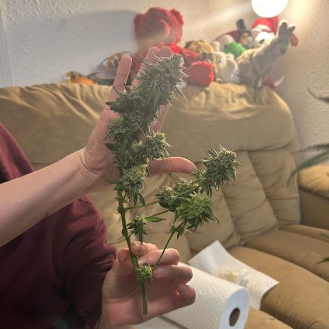 Orange Cream Pop growlog photo: Harvest