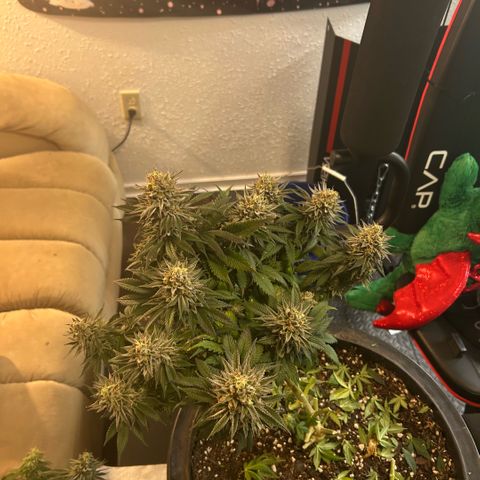 Orange Cream Pop growlog photo: Harvest