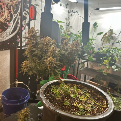 Orange Cream Pop growlog photo: Harvest