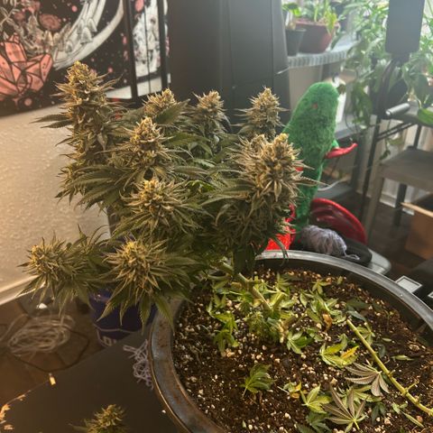 Orange Cream Pop growlog photo: Harvest