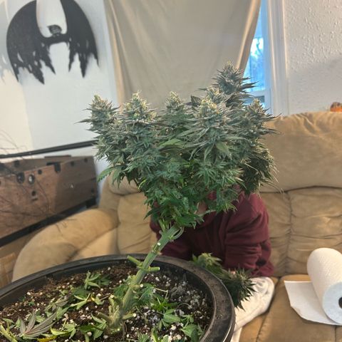 Orange Cream Pop growlog photo: Harvest