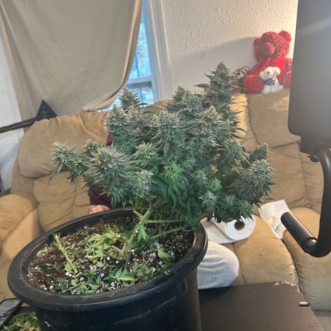 Orange Cream Pop growlog photo: Harvest