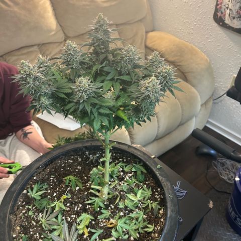 Orange Cream Pop growlog photo: Harvest