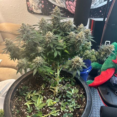 Orange Cream Pop growlog photo: Harvest