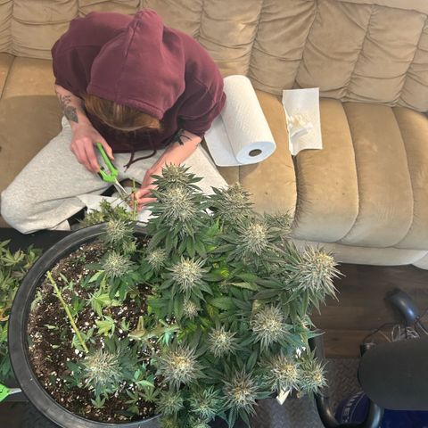 Orange Cream Pop growlog photo: Harvest