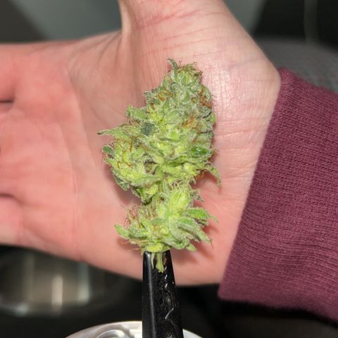 Orange Cream Pop growlog timeline photo