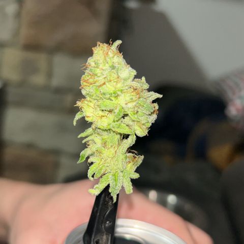 Orange Cream Pop growlog timeline photo
