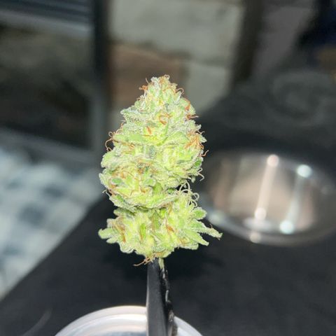 Orange Cream Pop growlog timeline photo