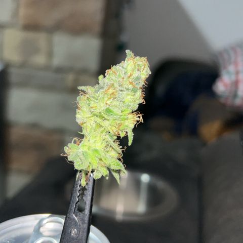 Orange Cream Pop growlog timeline photo