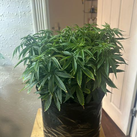 Orange Cream Pop  growlog timeline photo