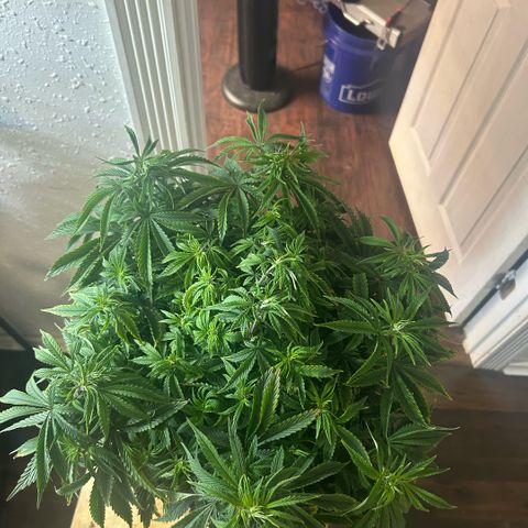 Orange Cream Pop  growlog timeline photo