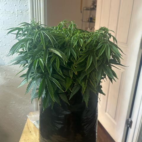 Orange Cream Pop  growlog timeline photo