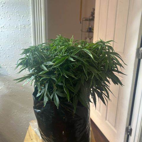 Orange Cream Pop  growlog timeline photo